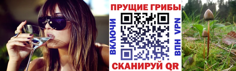 Псилоцибиновые грибы прущие грибы  Псков 
